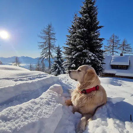 Chalet Petit - Dogs Welcome! *